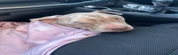 Mixed Breed dogs for sale: Female pocket bully! - Advert 4
