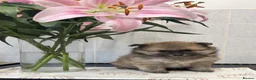 Pomeranian dogs for sale: Pomeranian puppies in Birmingham - Advert 5