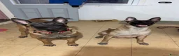 Belgian Shepherd Dog dogs for sale: Belgian Malinois pups  - Advert 11