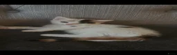 British Longhair cats for sale: British Longhair - Advert 10