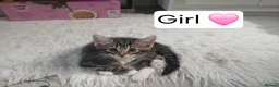 Mixed Breed cats for sale: 3 Beautiful kittens ready for their forever homes! in Bristol - Advert 2