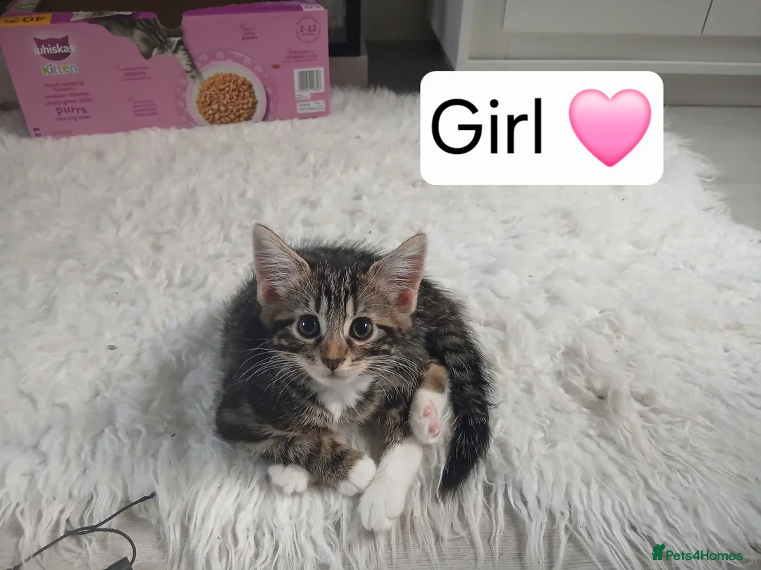 Mixed Breed cats for sale: 3 Beautiful kittens ready for their forever homes! in Bristol - Advert 2
