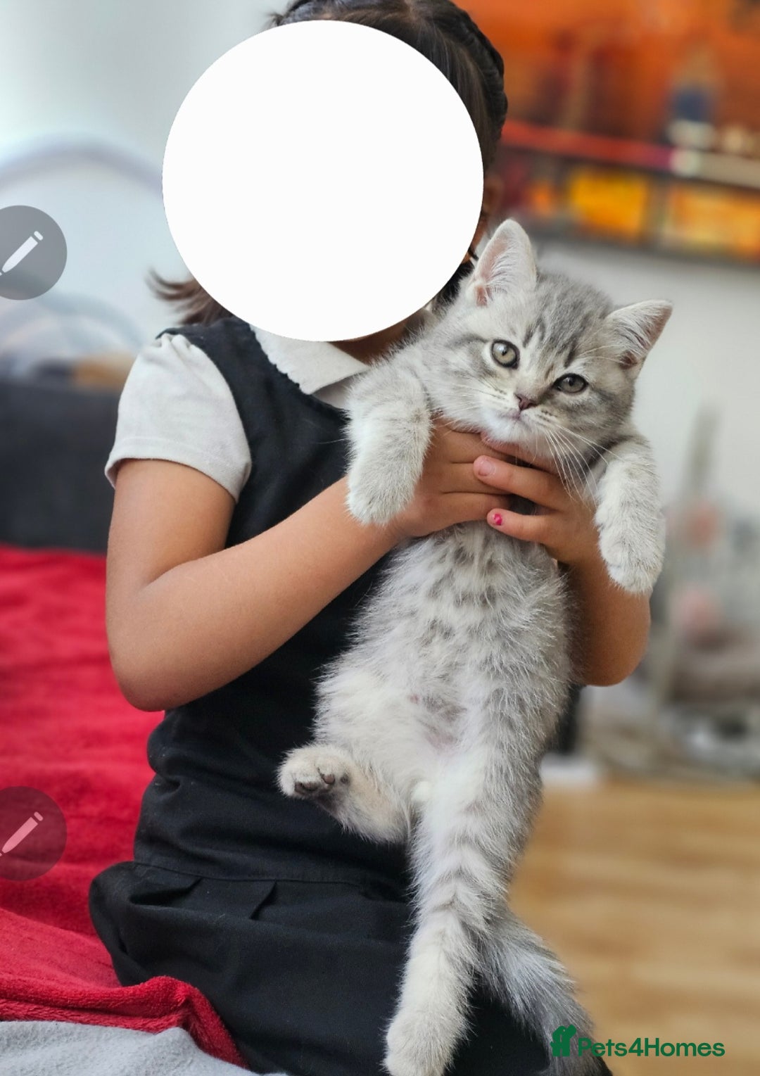 British Shorthair cats for sale: British short hair  - Image 5