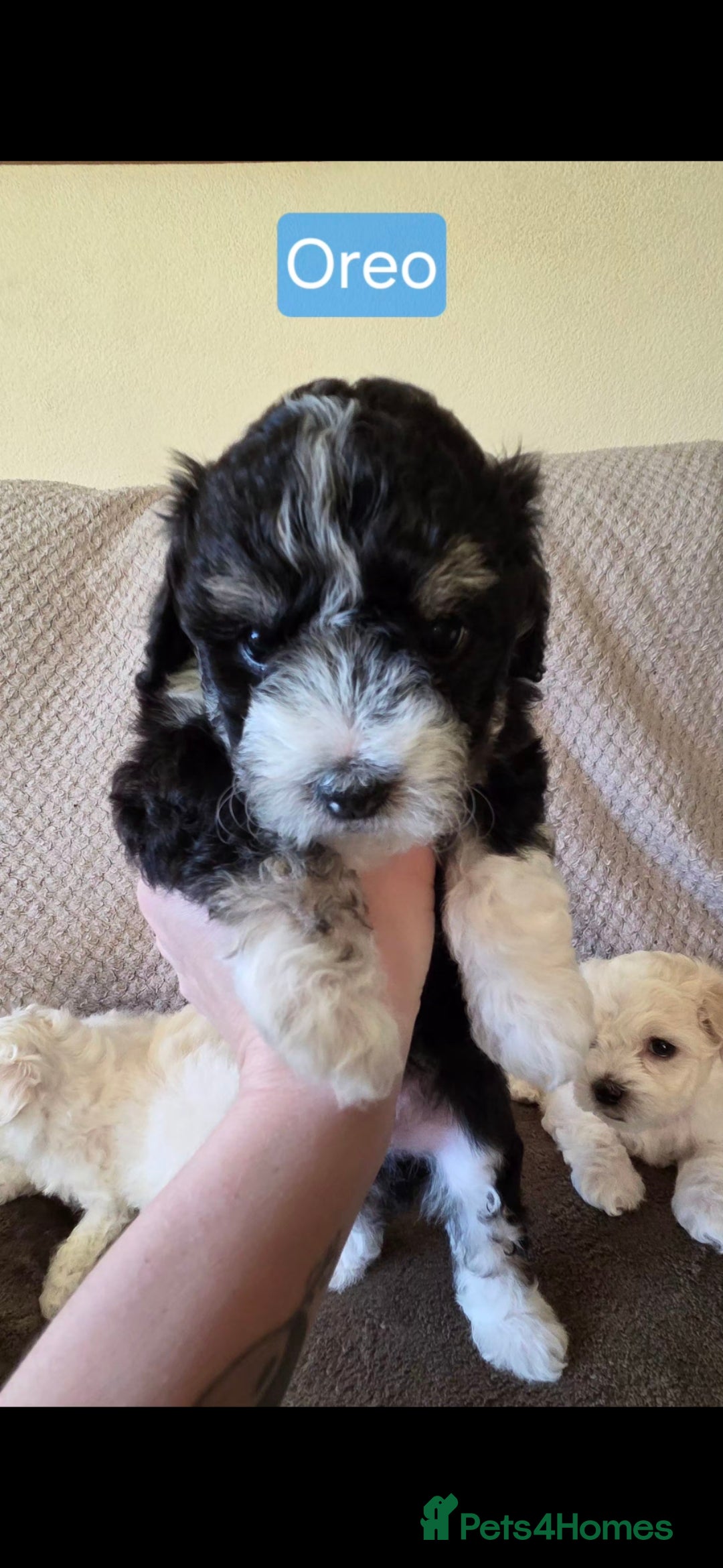 Mixed Breed dogs for sale: Bichon/Maltese mix puppies - Advert 9