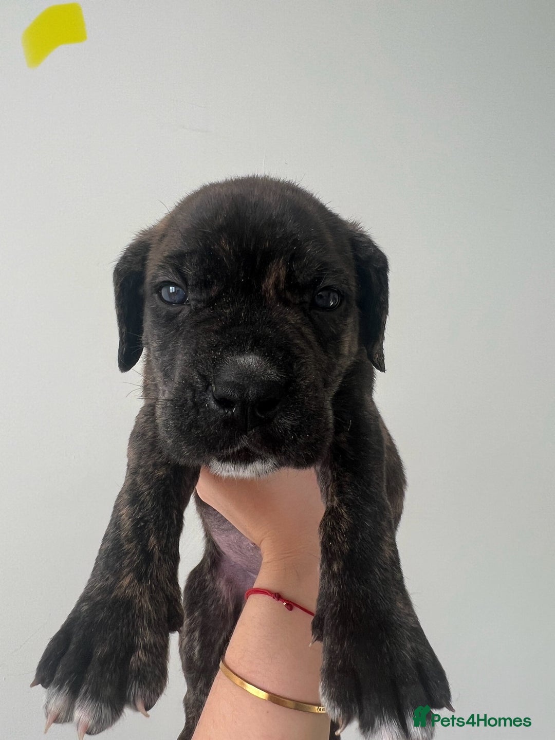 Cane Corso dogs for sale: Yuki X Aries Russian Champ Bloodline Puppies - Image 14