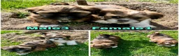 Lhasa Apso dogs for sale: Lhasa apso puppies  - Advert 7