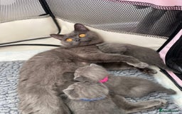 British Shorthair cats for sale: Gorgeous BSH Kittens  - Image 11
