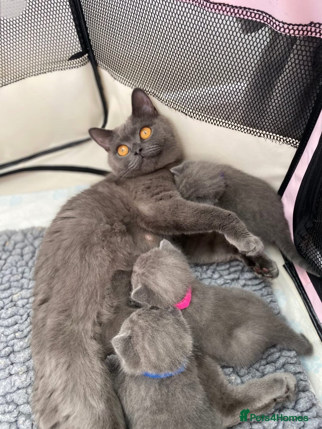 British Shorthair cats for sale: Gorgeous BSH Kittens  - Image 11