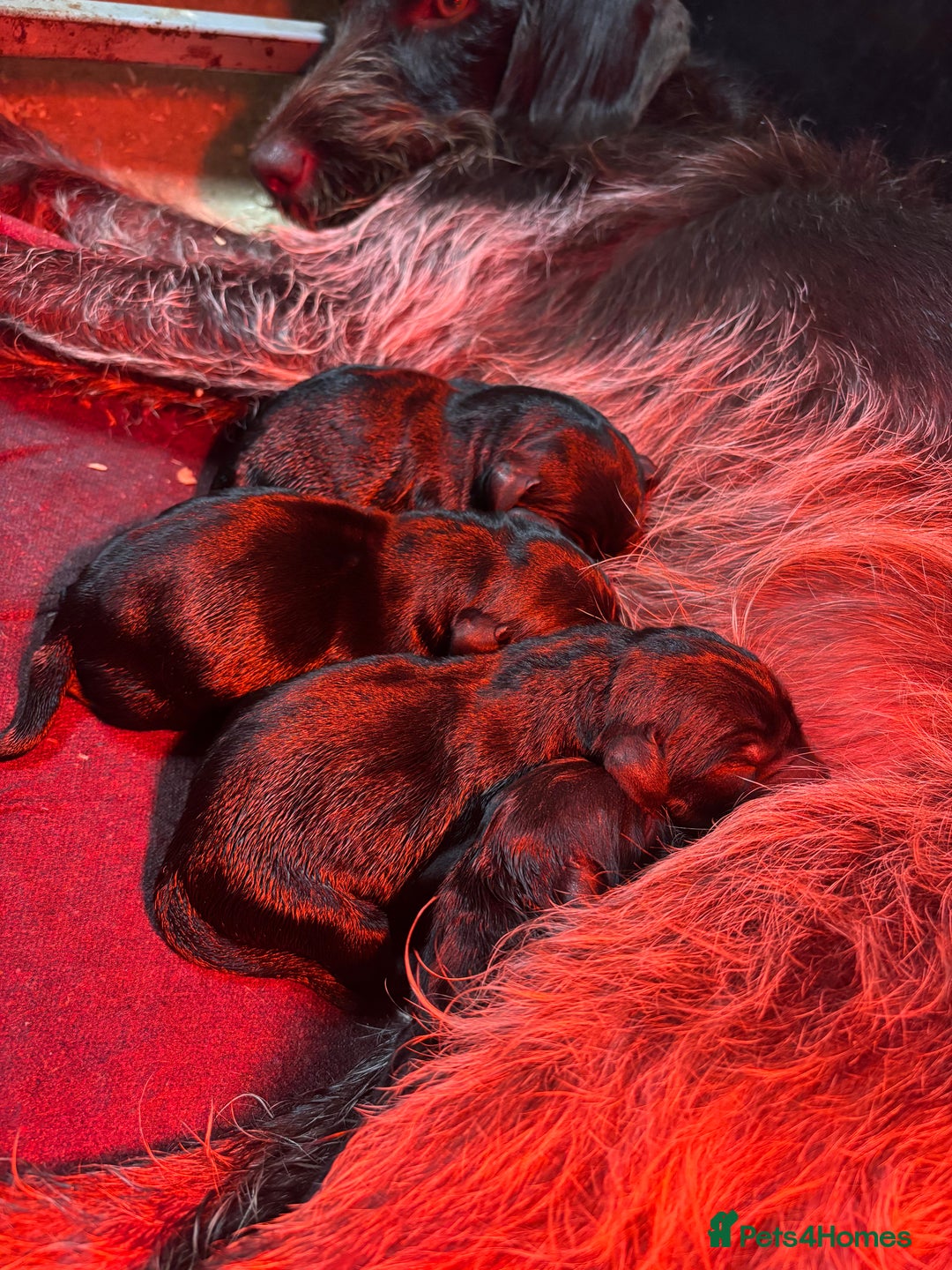 Mixed Breed dogs for sale: Pointer x Labrador puppies - Image 7