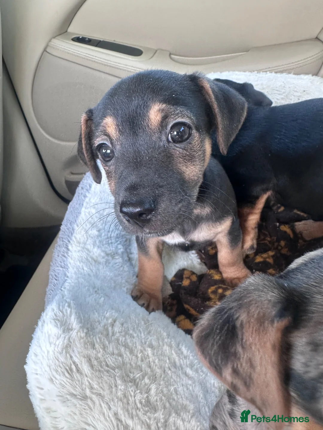 Jack Russell dogs for sale: Last boy left  - Advert 7