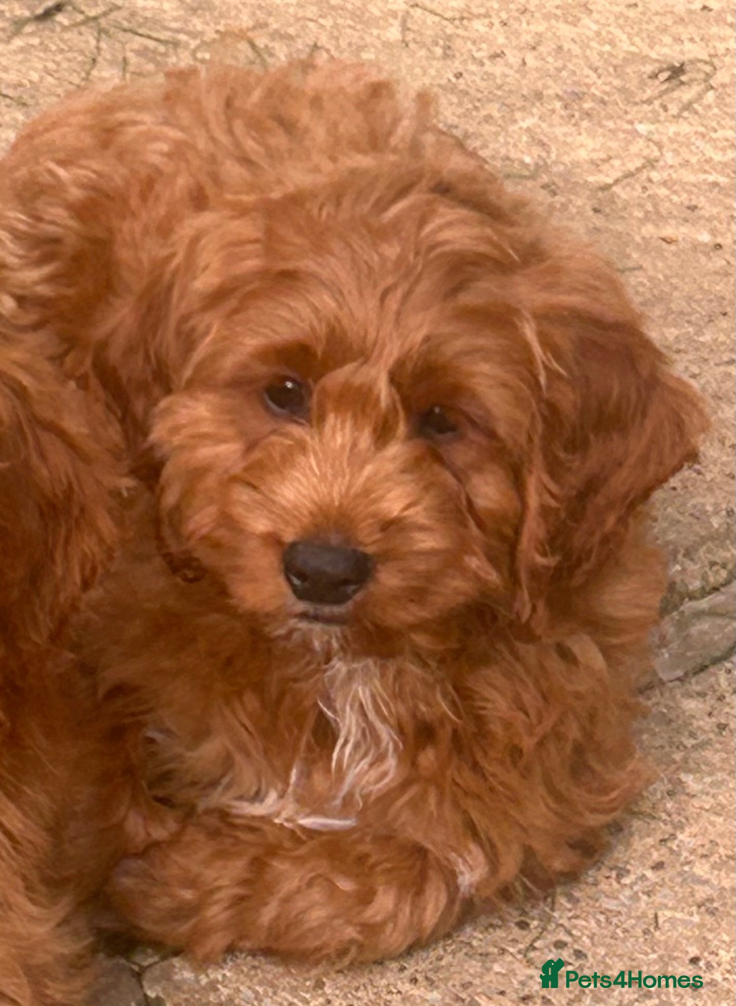 Cockapoo dogs READY NOW! RED F1 HEALTH-CHECKED TOY COCKAPOOS - Advert 2