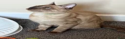Bengal cats for sale: Seal Solid Silver Mink Bengals ❤️ - Advert 6