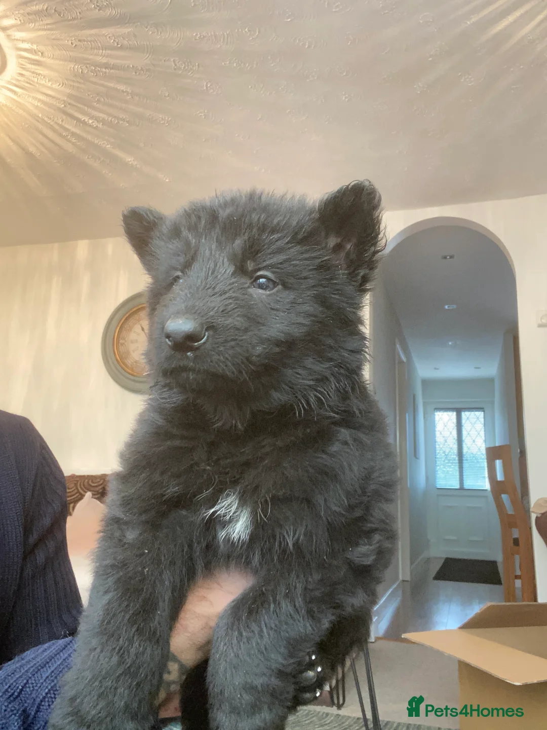 German Shepherd dogs for sale: German shepherd puppies  - Advert 4