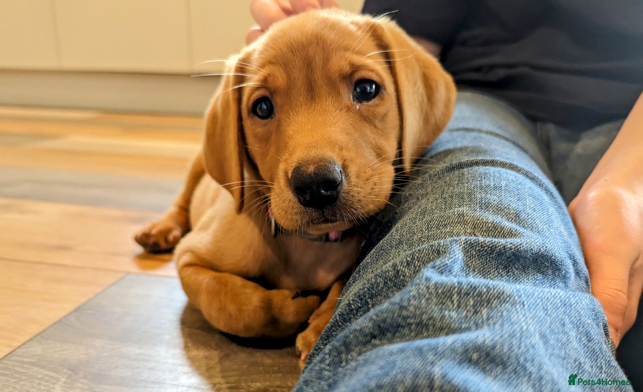 Labrador Retriever dogs for sale: RKC Fox Red Puppies - Fully Health Tested  - Advert 6