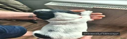 English Springer Spaniel dogs for sale: Working Springer Spaniel - Advert 10