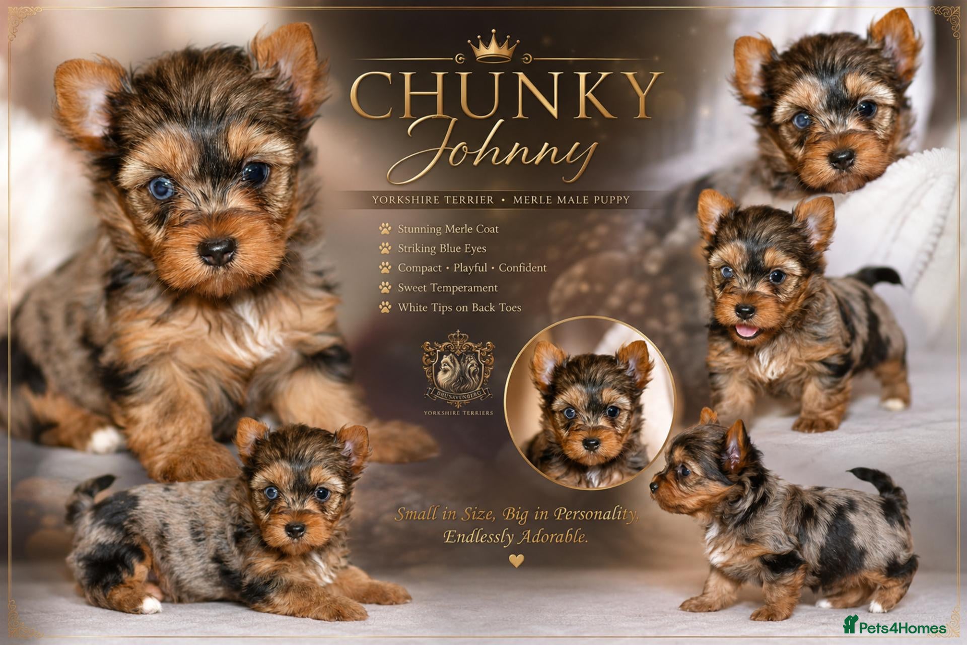 Yorkshire Terrier dogs MINIATURE BLUE EYE BLUEBERRY BLACK BOYS DNA TESTED - Advert 3