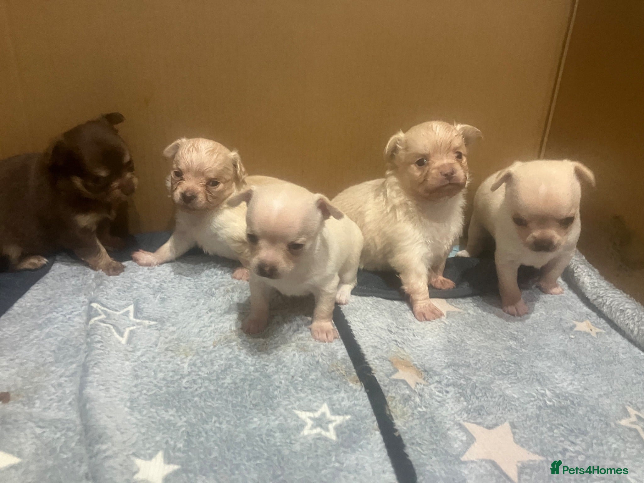 Chihuahua dogs Stunning litter of chi pups!  - Advert 2