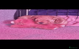 Cockapoo dogs for sale: Adorable red f1b toy cockapoos  - Advert 13