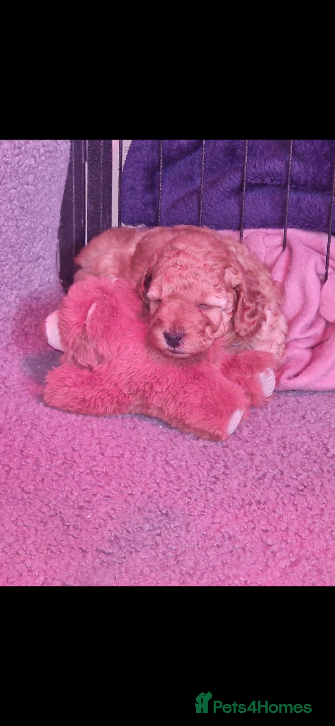 Cockapoo dogs for sale: Adorable red f1b toy cockapoos  - Advert 13