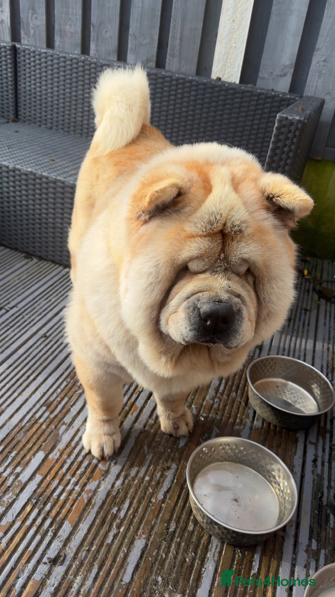 Chow Chow dogs Male and Neautured Female Chow - Advert 1