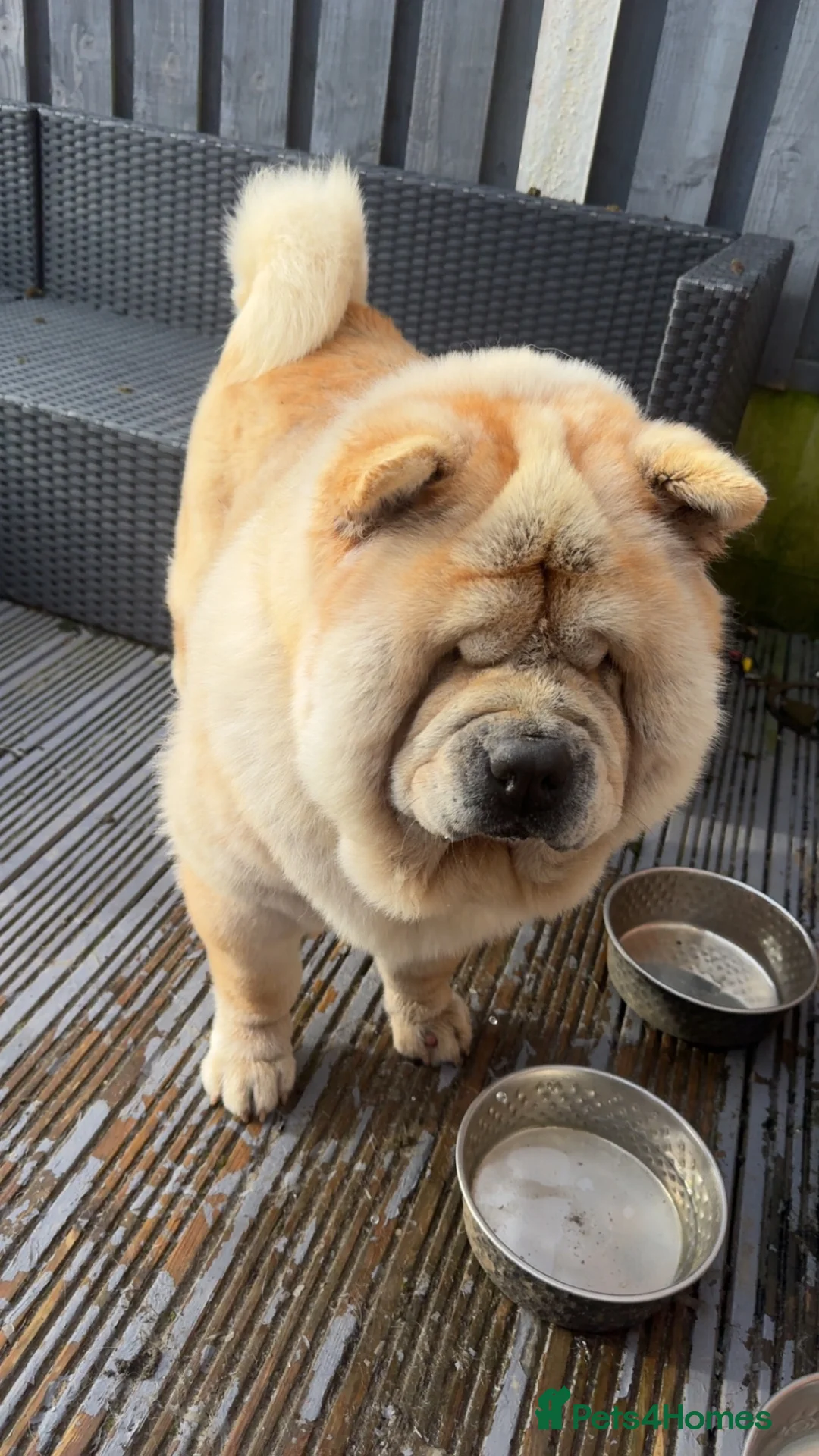 Chow Chow dogs for sale: Male and Neautured Female Chow - Advert 1