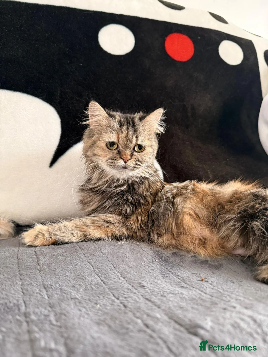 Persian cats for sale: 💗 Gorgeous Fluffy Persian Kittens 🐾 - Advert 1