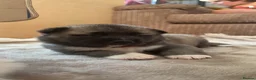 Akita dogs for sale: Akita pups  in Leek - Advert 9