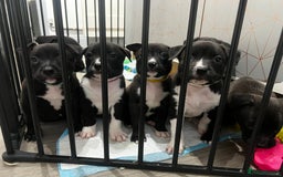 Mixed Breed dogs for sale: Blue american Shepard puppies - Image 1