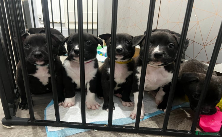 Mixed Breed dogs - Advert 1