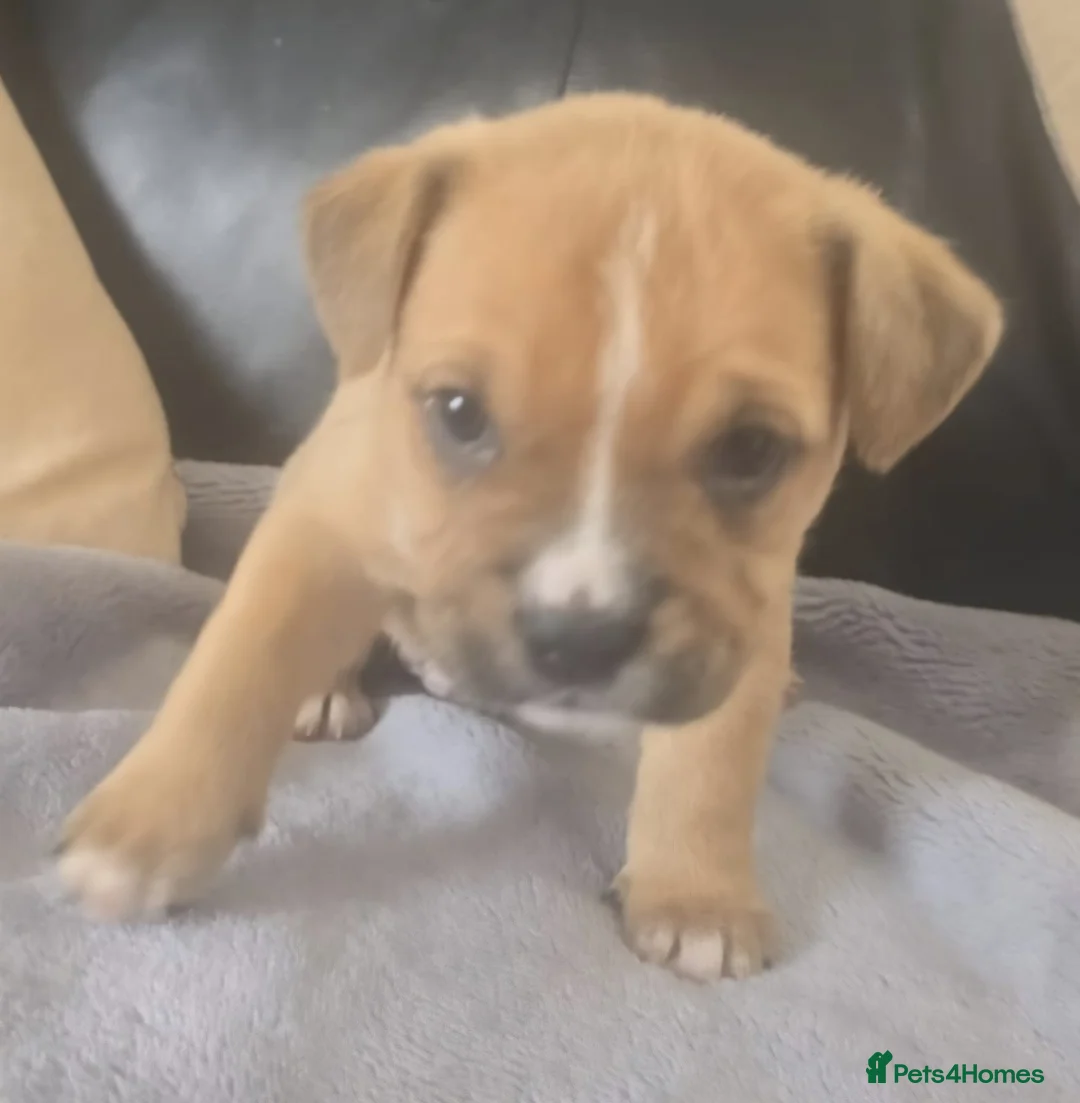 Mixed Breed dogs for sale: 2x7 week old staffy x shitzhu - Advert 2