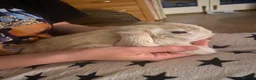 Mini Lop rabbits for sale: 2 x bonded male mini lops - Advert 3