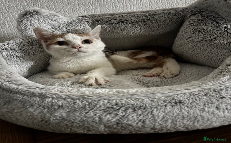 Domestic Shorthair cats male 6 months fully vaccinated and microchipped  - Advert 6