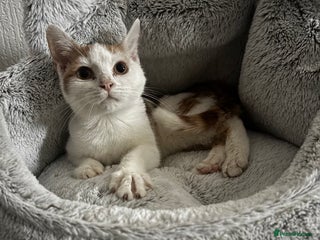 Domestic Shorthair cats male 6months vaccinated and microchipped - Advert 5