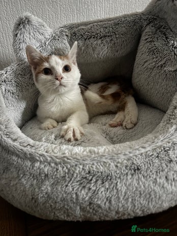 Domestic Shorthair cats male 6 months fully vaccinated and microchipped - Advert 6