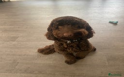 Cavapoo dogs for sale: The sweetest friendliest Cavapoo  - Image 1