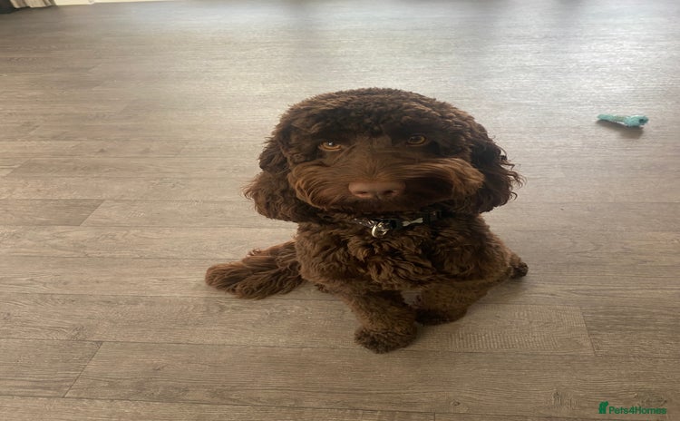 Cavapoo dogs - Advert 1