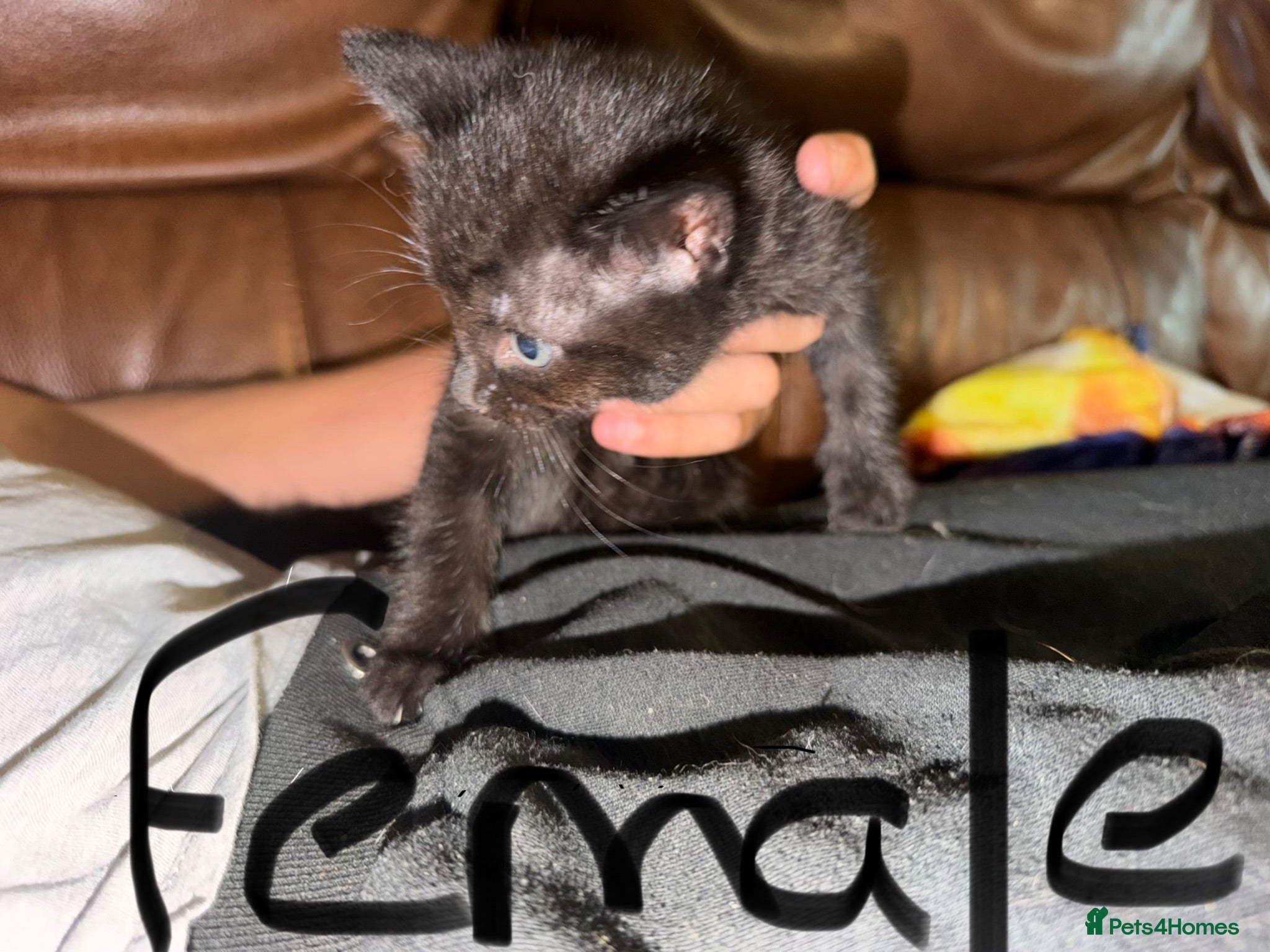 Mixed Breed cats 3 kittens for sale  - Advert 22