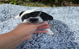 Jack Russell dogs for sale: 5 Available: Jack Russell Puppies. 2 Girls, 3 Boys - Image 16