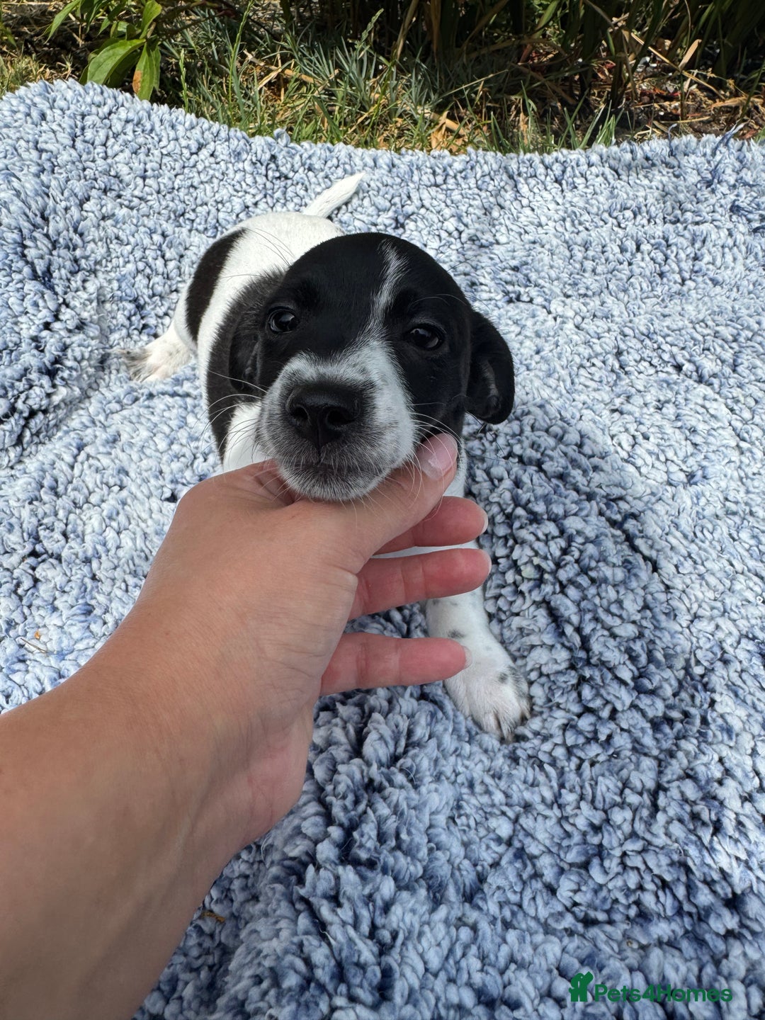 Jack Russell dogs for sale: 5 Available: Jack Russell Puppies. 2 Girls, 3 Boys - Image 16