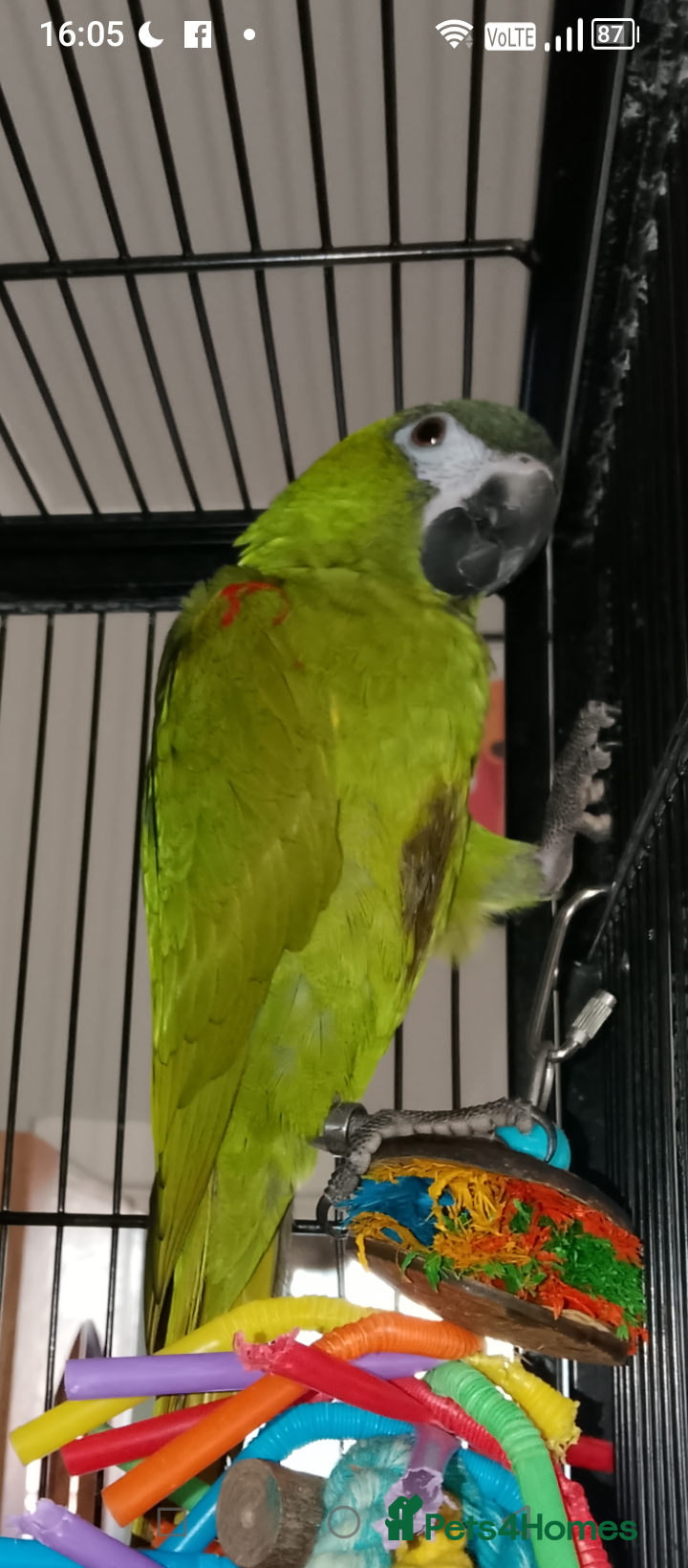 Macaws birds Gorgeous hand reared hahns macaw  - Advert 5