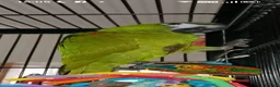 Macaws birds for sale: Gorgeous hand reared hahns macaw  - Advert 1