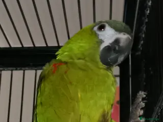 Macaws birds Gorgeous hand reared hahns macaw - Advert 5