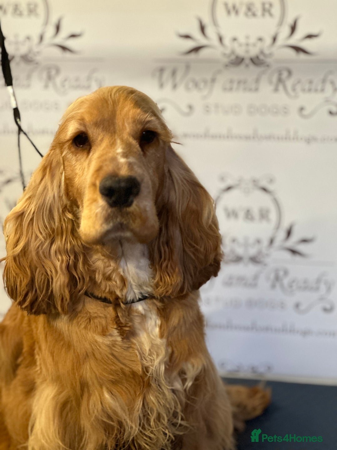 Cocker Spaniel dogs for stud: Bentley - KC Reg Stunning Show Spaniel at Stud in Bradford - Advert 2
