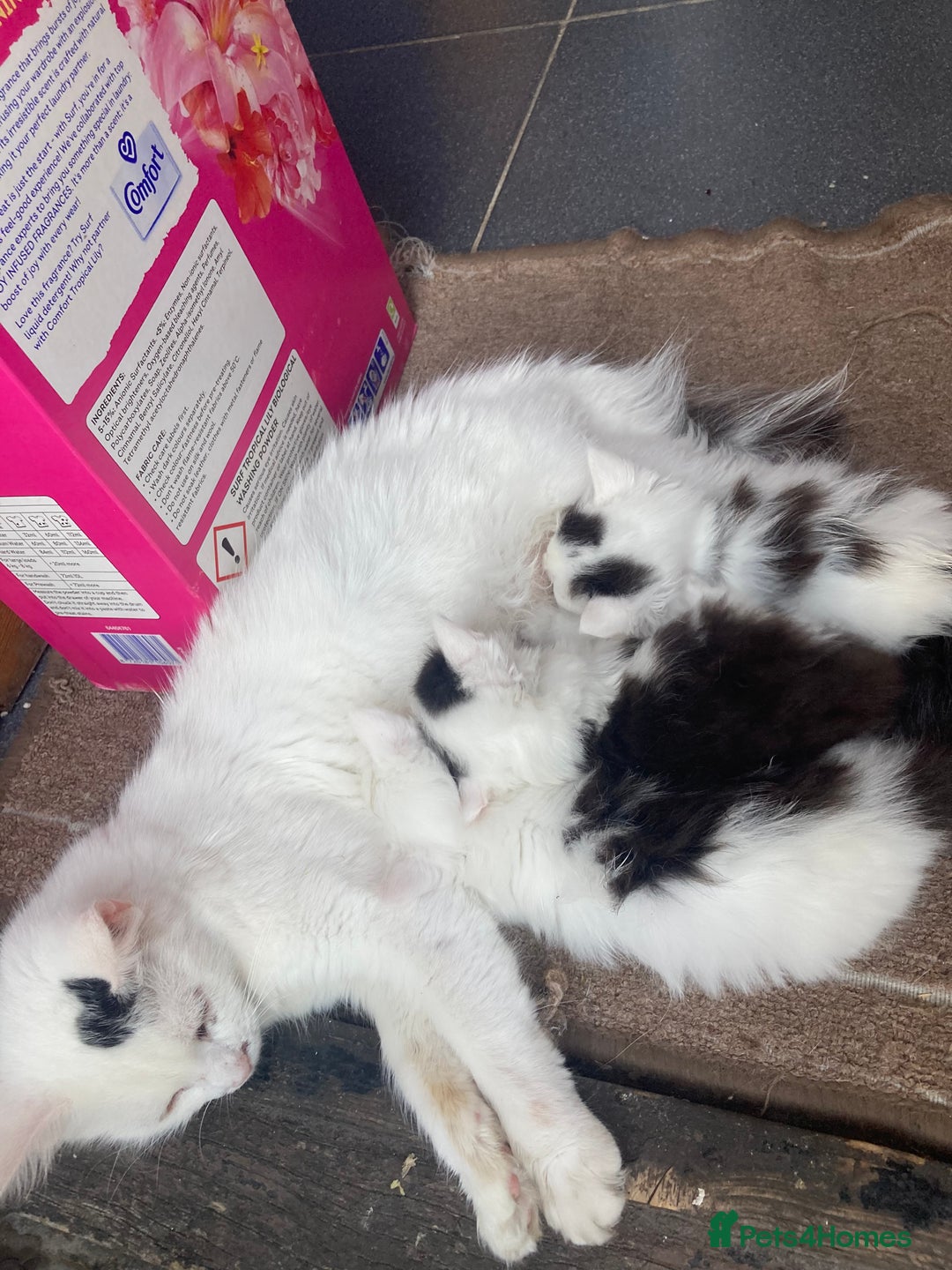 Mixed Breed cats for sale: Male kitten ready to find a loving home  - Image 5