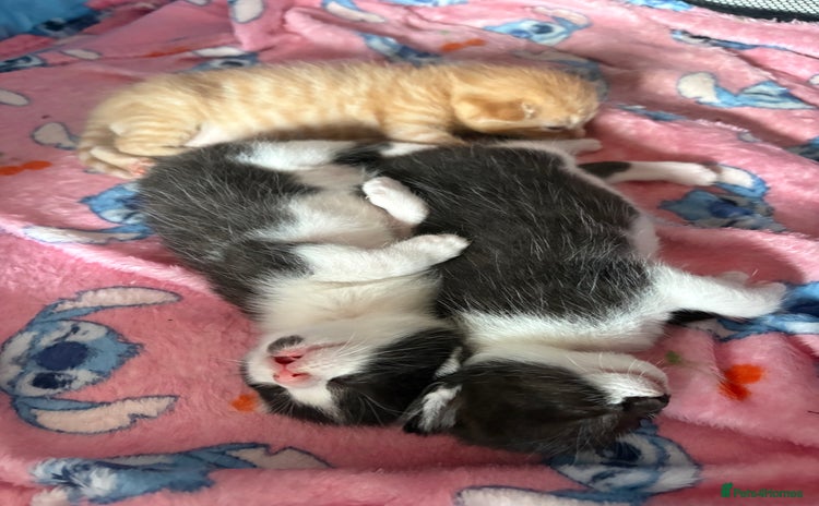 Mixed Breed cats - Advert 5