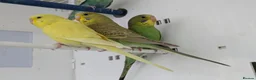 Budgerigars birds for sale: Baby Budgies some Crested  - Advert 5