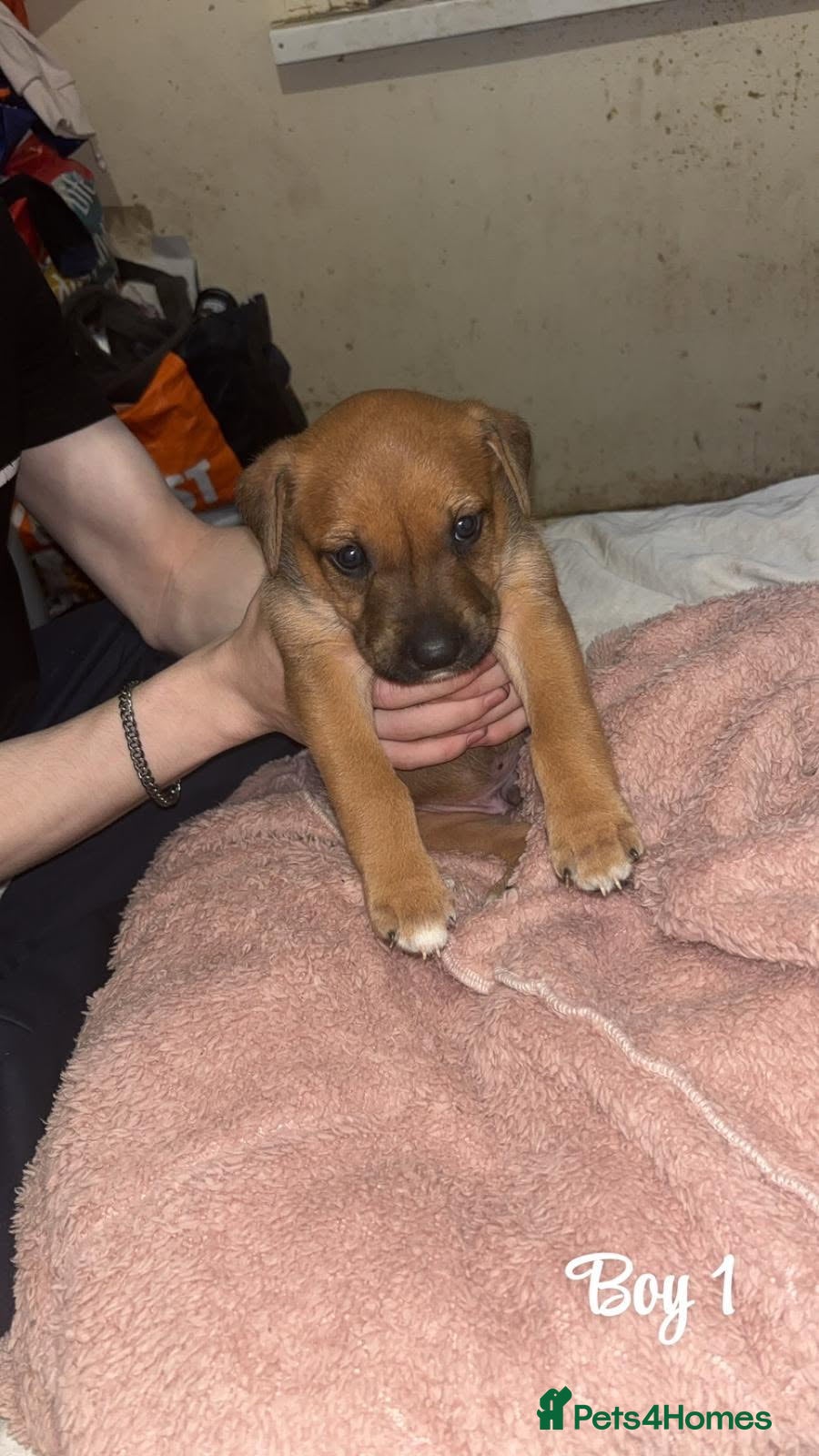 Mixed Breed dogs English mastiff x border collie puppies - Advert 1