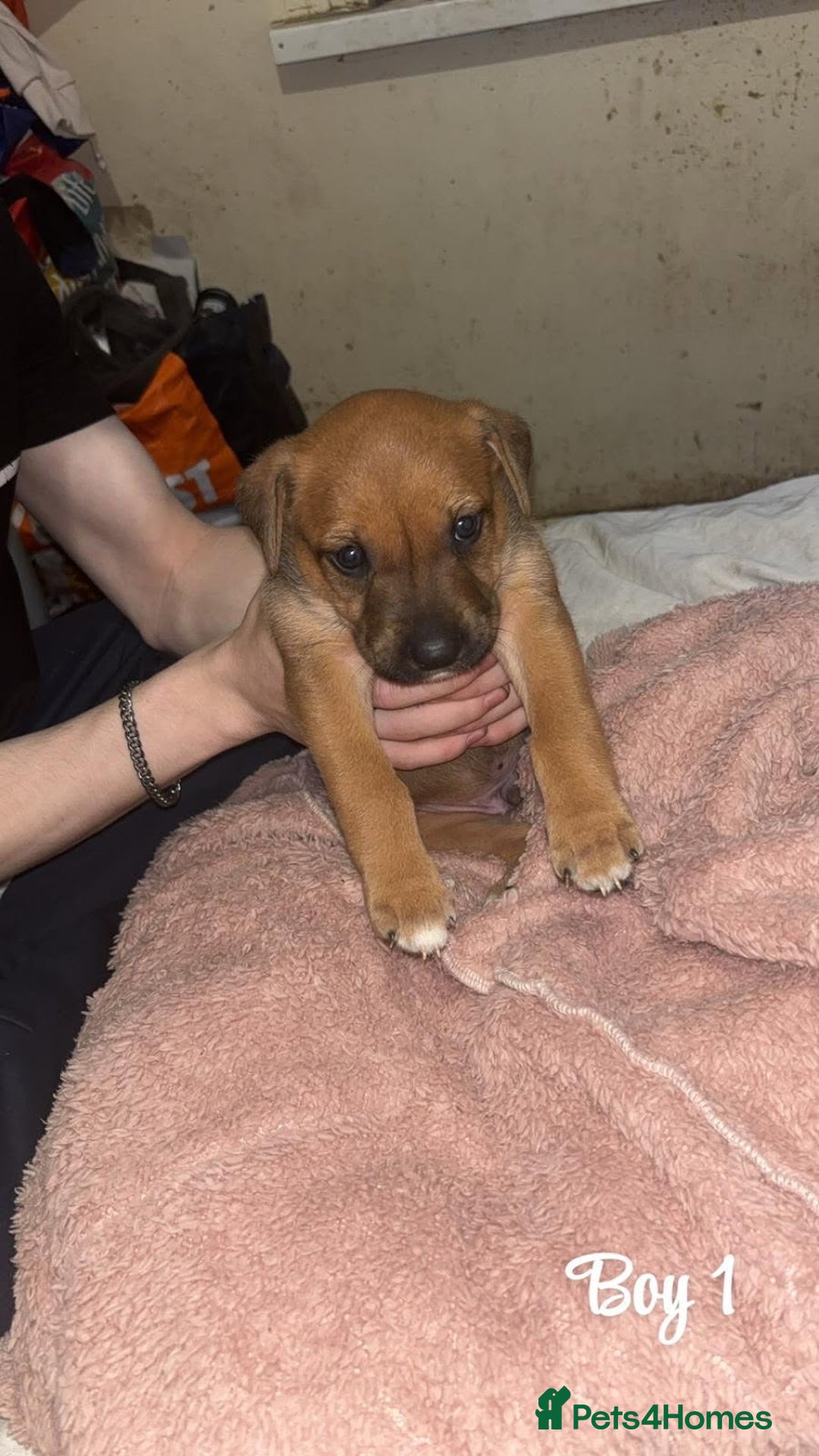 Mixed Breed dogs for sale: English mastiff x border collie puppies - Advert 1