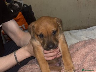 Mixed Breed dogs English mastiff x border collie puppies - Advert 1