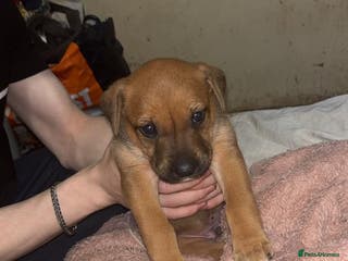 Mixed Breed dogs English mastiff x border collie puppies - Advert 2